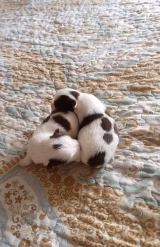 Chihuahuas minis - Imagen 4