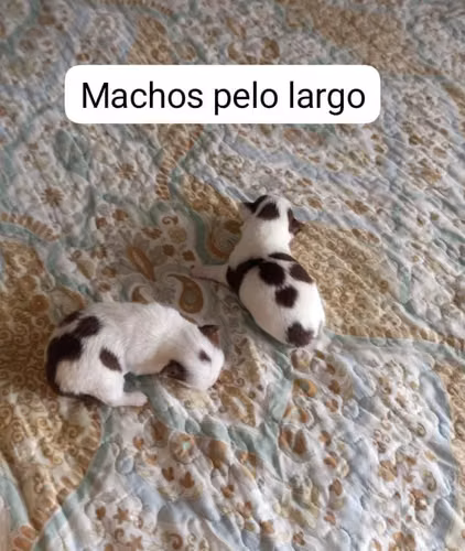 Chihuahuas minis - Imagen 2