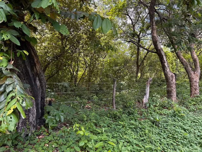 Venta de Terreno en Pijije de Bagaces Guanacaste 10 - Imagen 2