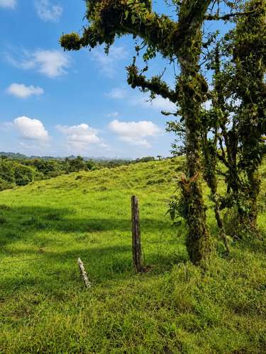 Amplia finca en Parcelas de Zapotal, San Ramón, Alajuela - Imagen 6