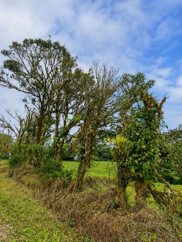 Amplia finca en Parcelas de Zapotal, San Ramón, Alajuela - Imagen 2