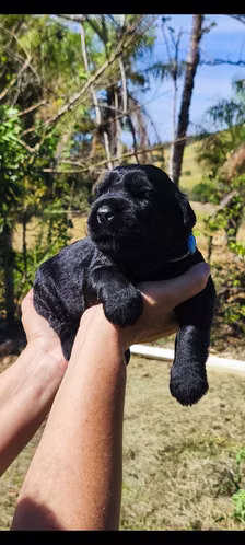 Schnauzer Gigantes