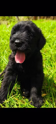 Schnauzer Gigantes