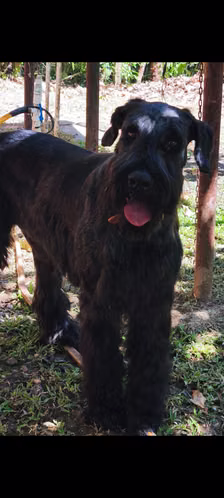 Schnauzer Gigantes