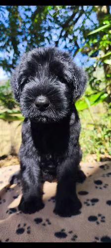 Schnauzer Gigantes