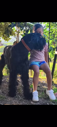 Schnauzer Gigantes