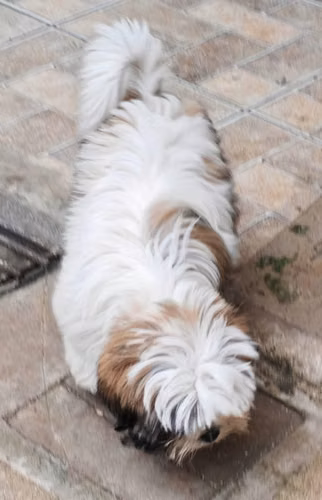 Cachorro Shih Tzu - Imagen 4