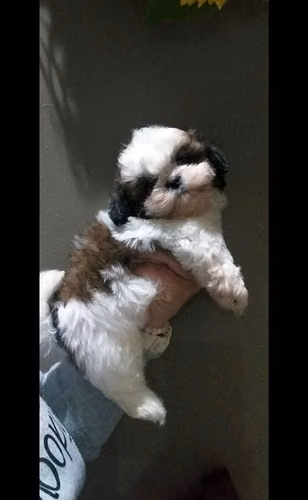 Shih tzu - Imagen 2