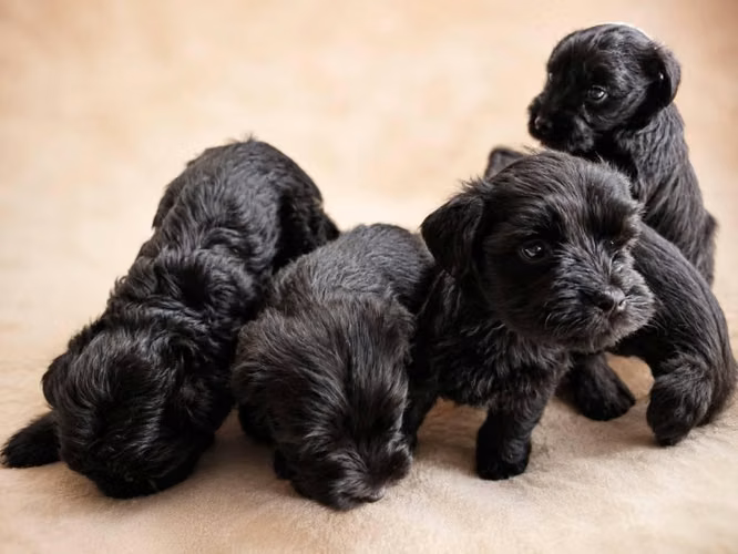 hermosos cachorros