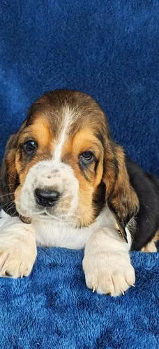 Basset hound - Imagen 2