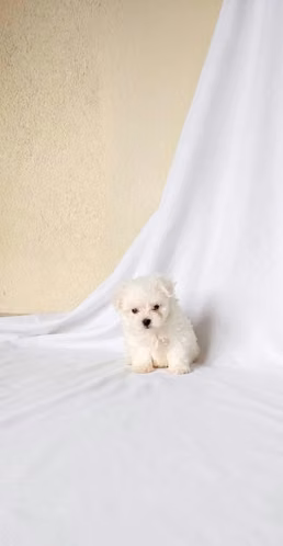 Bichón maltés