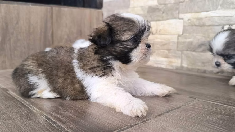 Hermosos Shih Tzu - Imagen 3