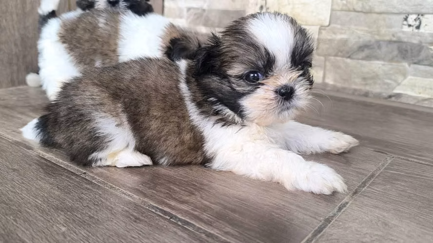 Hermosos Shih Tzu