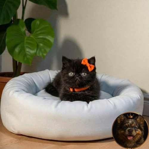 Gatos Persa