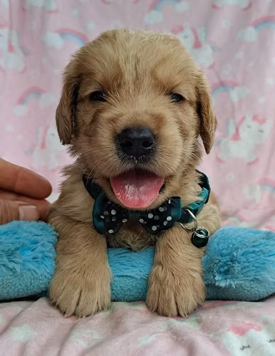 Golden Retriever - Imagen 5