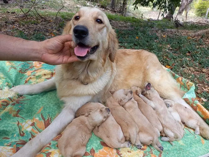 Golden Retriever