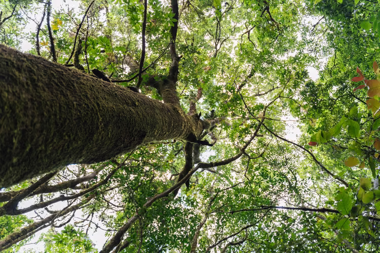 Quinta de 12.437 m² en Quebradillas de Dota – Bosque, Agua y Naturaleza - Imagen 12