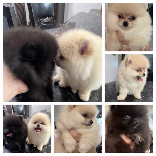Pomerania
