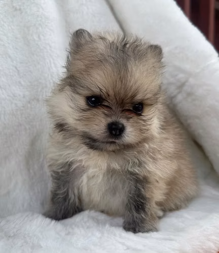 Pomerania cachorros
