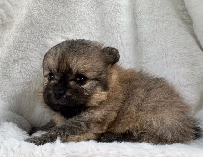 Pomeranian puros - Imagen 4
