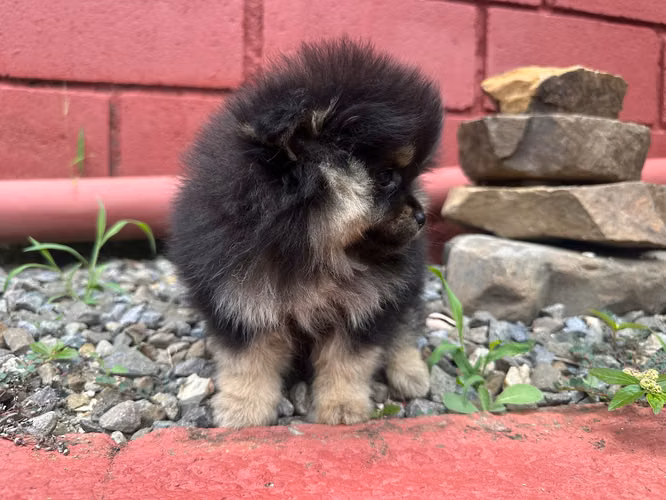 Pomeranian pura hembra exótica mini - Imagen 5