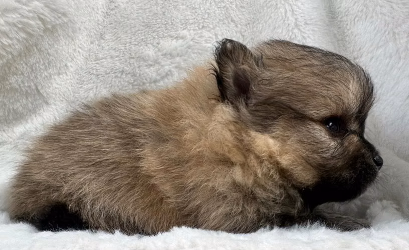 Pomeranian puros - Imagen 6