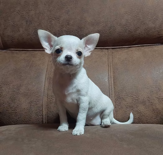 Chihuahua manzana hembra - Imagen 5