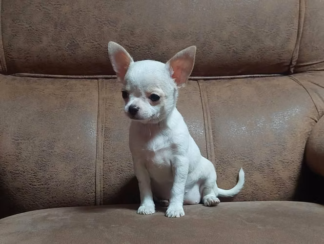 Chihuahua manzana hembra - Imagen 6