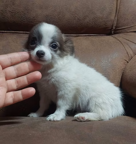 Chihuahua pelo largo - Imagen 1