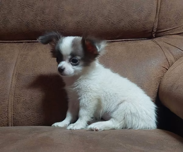 Chihuahua pelo largo - Imagen 4