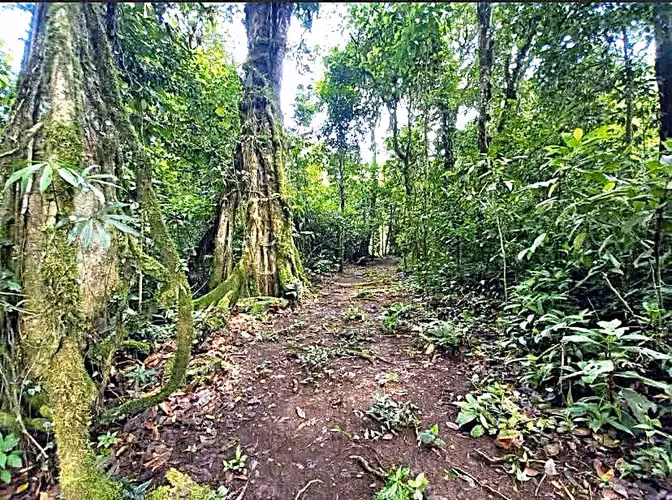 Venta Finca San Ramon Se puede fraccionar - Imagen 6