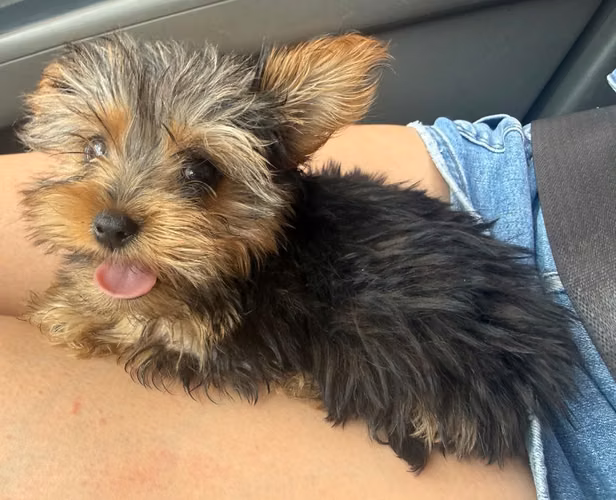 Jorkie disponible
