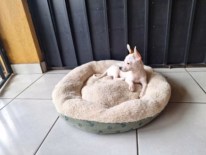 Vendo Perrito Chihuahua 3 meses - Imagen 2