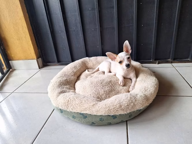 Vendo Perrito Chihuahua 3 meses