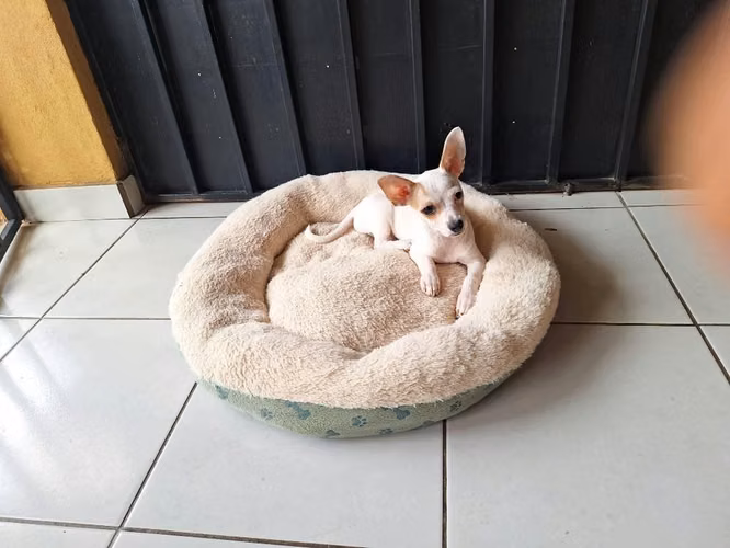 Vendo Perrito Chihuahua 3 meses - Imagen 4