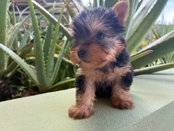 Yorkshire terrier - Imagen 2