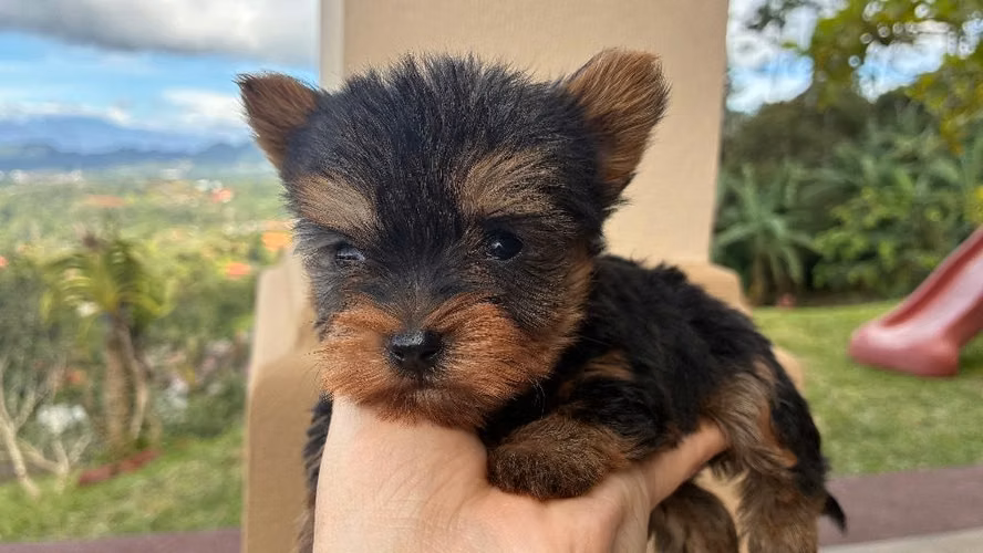 Yorkshire terrier