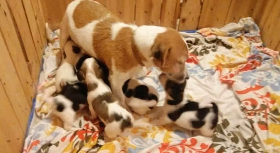 Jack Russell CACHORROS pata corta - Imagen 6