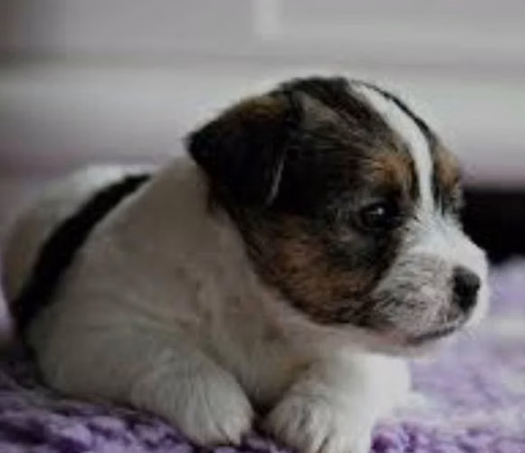 Jack Russell CACHORROS pata corta - Imagen 1