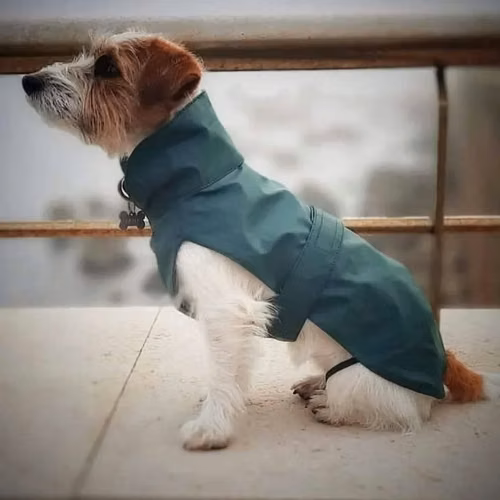 Jack Russell CACHORROS pata corta - Imagen 5