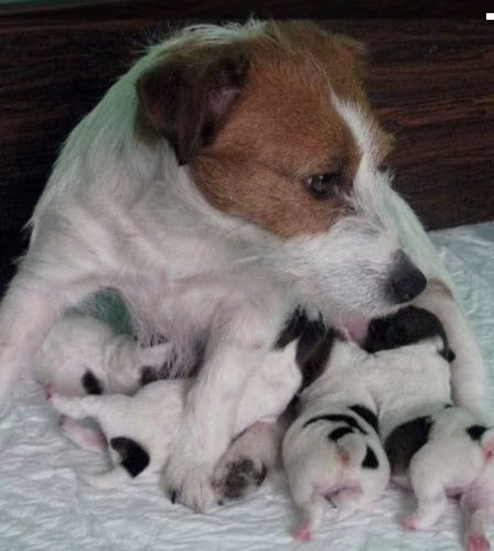 Jack Russell CACHORROS pata corta - Imagen 2
