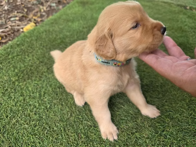 Golden retriever