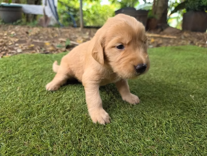 Golden retriever - Imagen 2