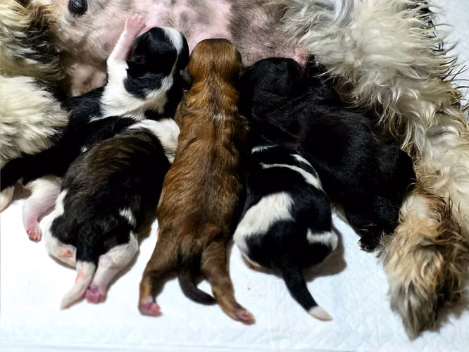 Shih Tzu hembra, oportunidad - Imagen 2