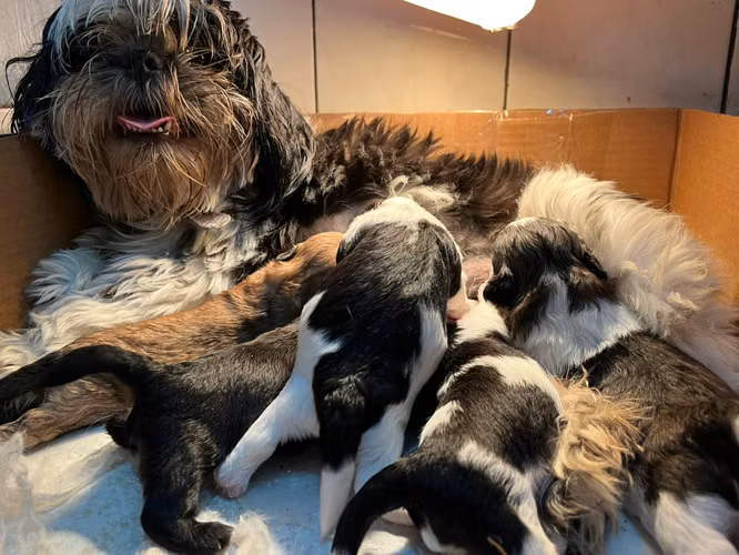 Shih Tzu hembra, oportunidad