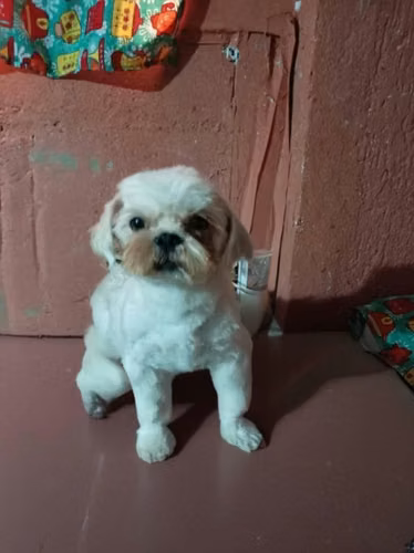 Shih tzu busca novia - Imagen 2
