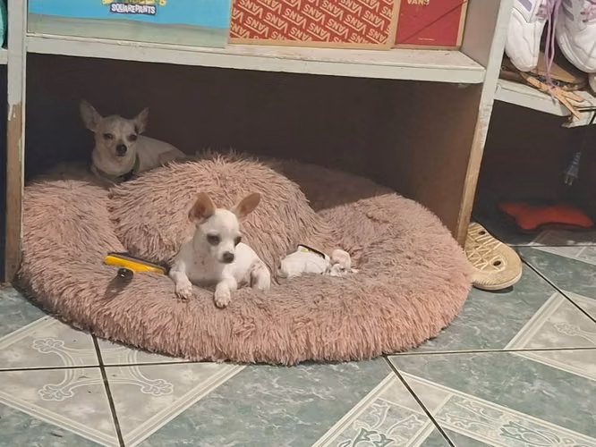 Chihuahuas machos - Imagen 3