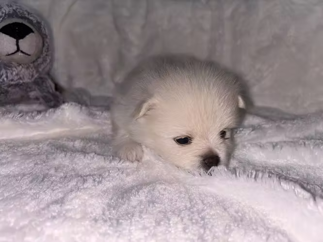 POMERANIA