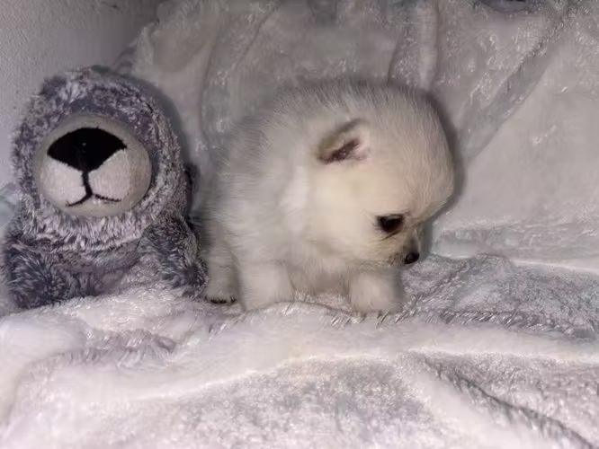 POMERANIA