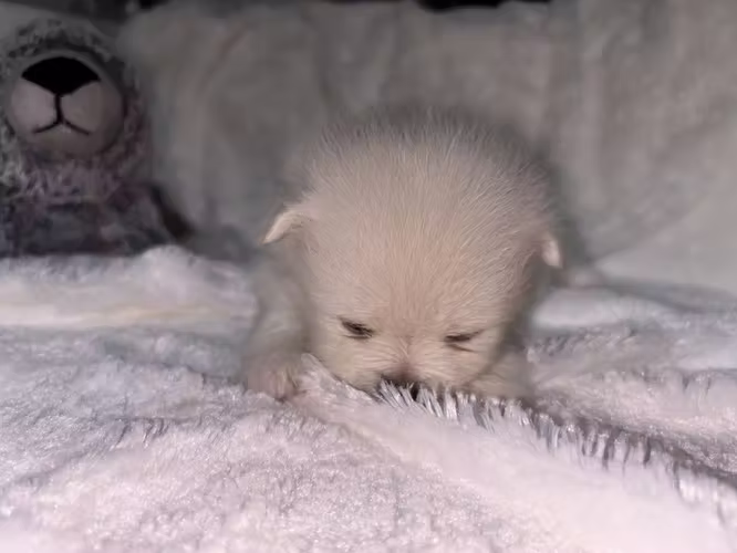POMERANIA